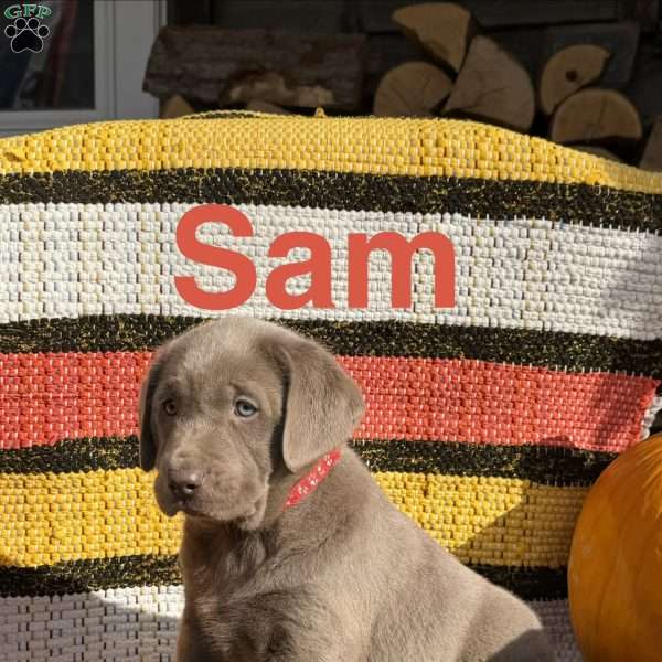 Sam, Silver Labrador Retriever Puppy