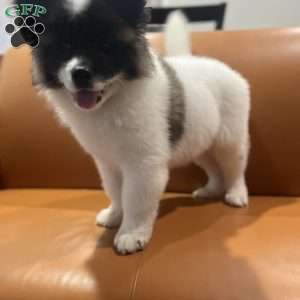 Allison, Akita Puppy