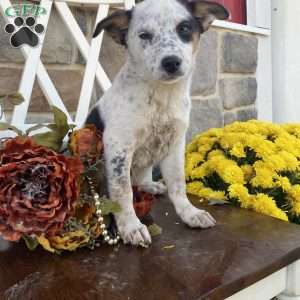 Daisy, Blue Heeler Mix Puppy