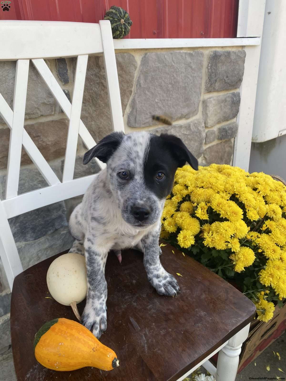 Danny (Mixed breed, Male) in Pine city, NY