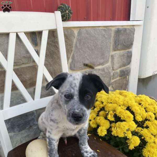 Danny, Blue Heeler Mix Puppy
