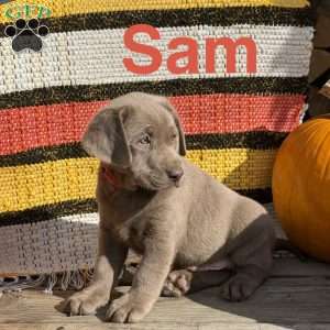 Sam, Silver Labrador Retriever Puppy