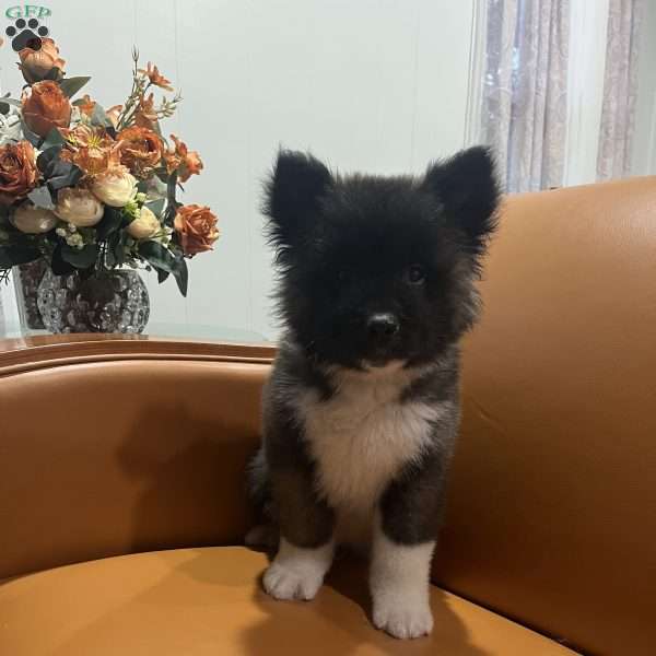 Bruno, Akita Puppy