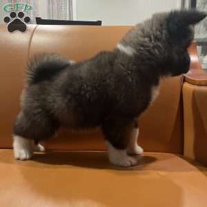 Bruno, Akita Puppy