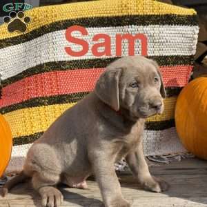 Sam, Silver Labrador Retriever Puppy