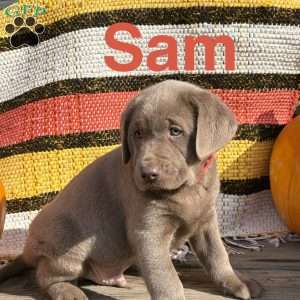 Sam, Silver Labrador Retriever Puppy
