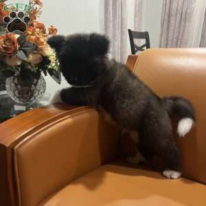 Bruno, Akita Puppy
