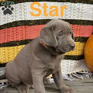Star, Silver Labrador Retriever Puppy