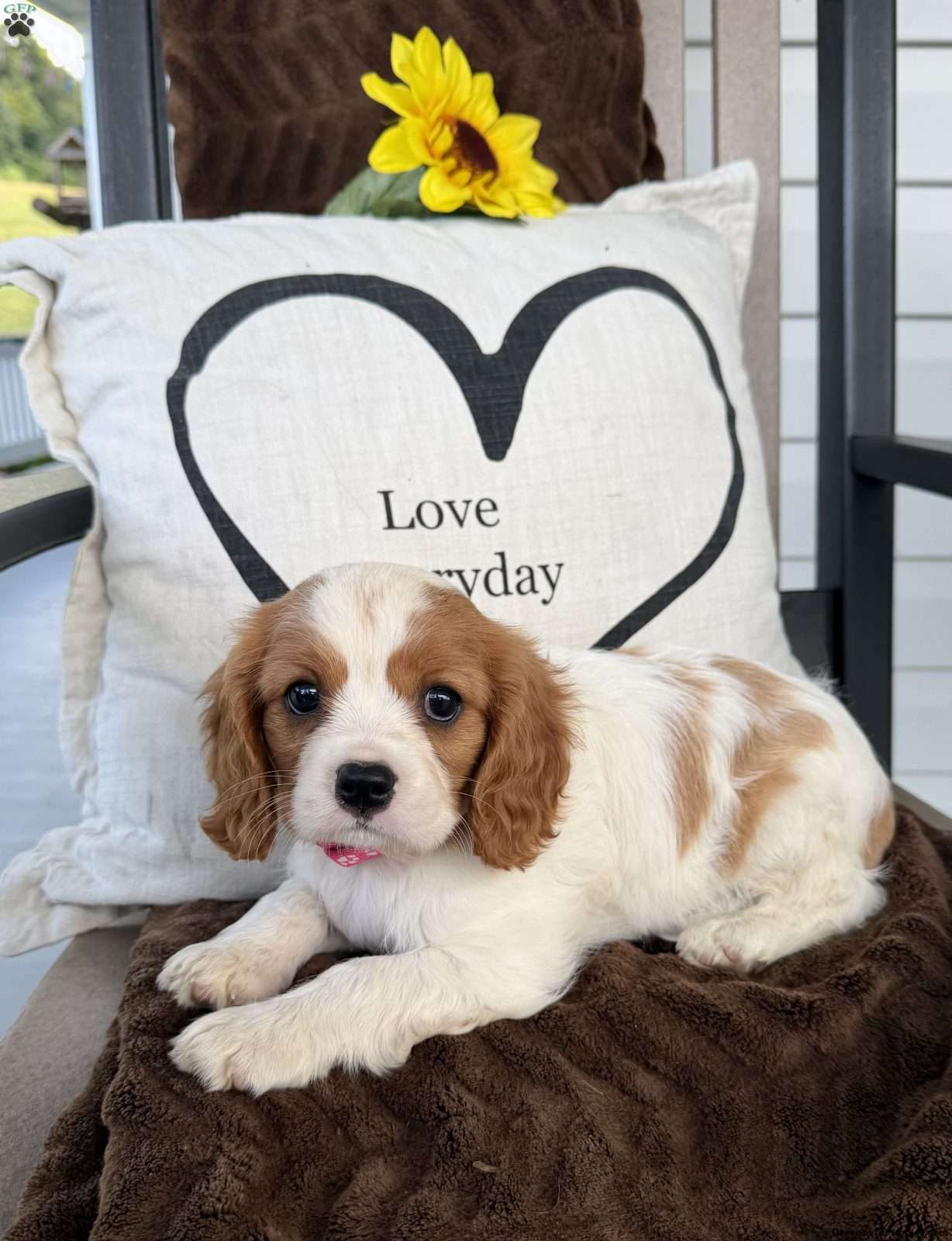 Dixie (Cavalier King Charles Spaniel, Female) in Orrtanna, PA