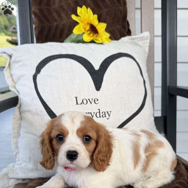 Dixie, Cavalier King Charles Spaniel Puppy