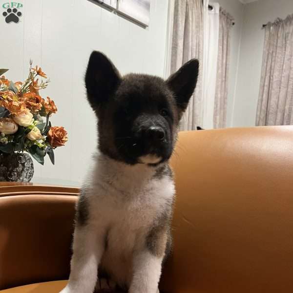 Max, Akita Puppy