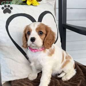 Dixie, Cavalier King Charles Spaniel Puppy