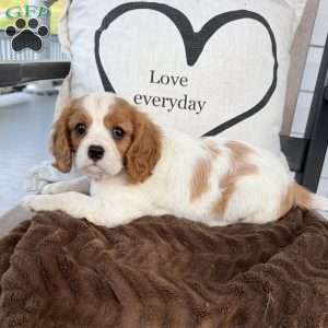 Dixie, Cavalier King Charles Spaniel Puppy