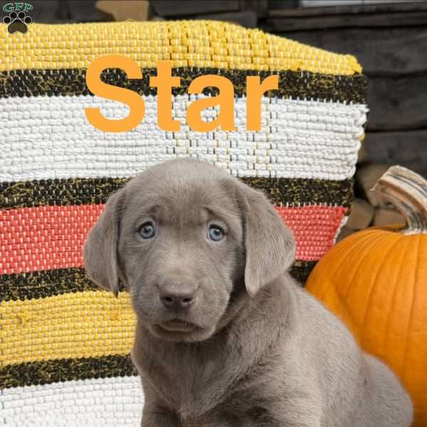Star, Silver Labrador Retriever Puppy