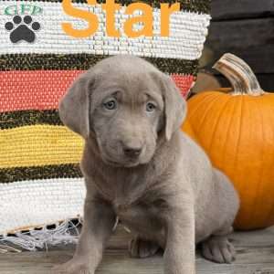 Star, Silver Labrador Retriever Puppy