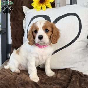 Dixie, Cavalier King Charles Spaniel Puppy