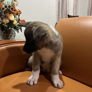 Mia, Akita Puppy