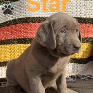 Star, Silver Labrador Retriever Puppy