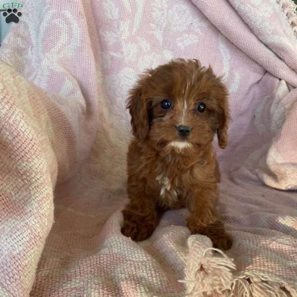 Trick or treat, Cavapoo Puppy