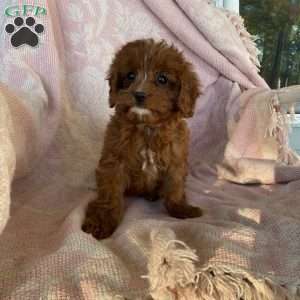 Trick or treat, Cavapoo Puppy