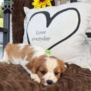 Duke, Cavalier King Charles Spaniel Puppy