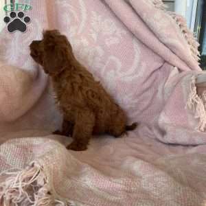 Trick or treat, Cavapoo Puppy