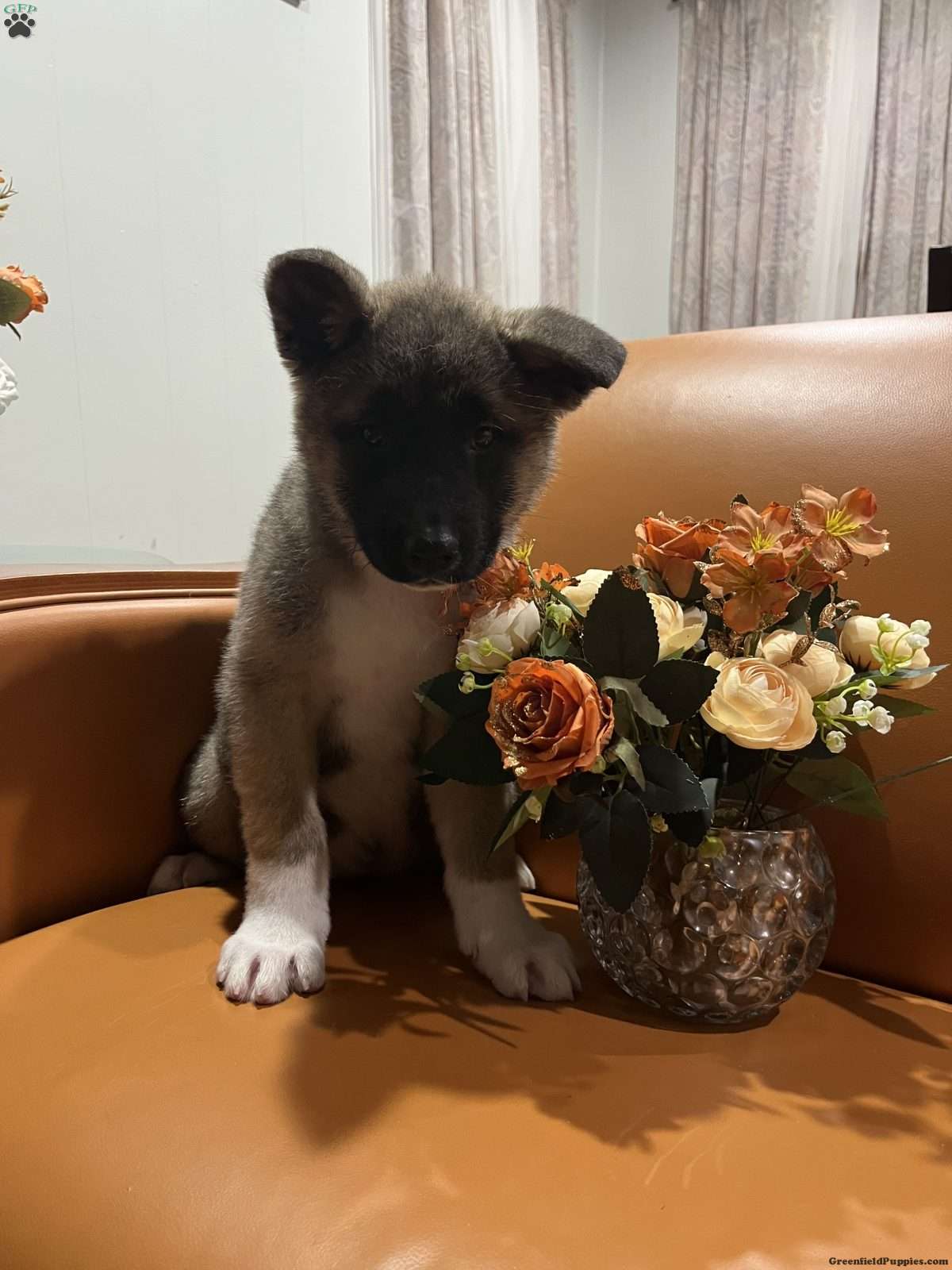 Mia (Akita, Female)