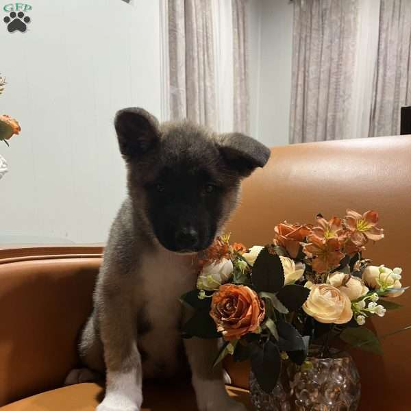 Mia, Akita Puppy