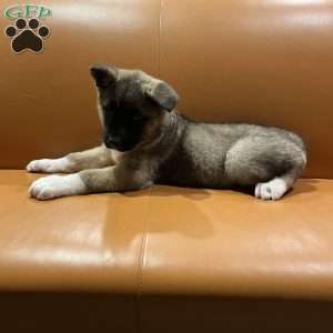 Mia, Akita Puppy