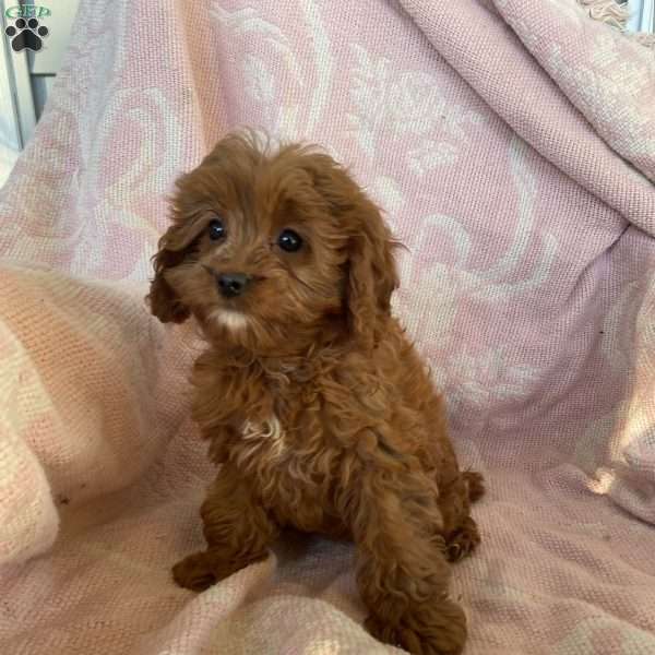 Goldie, Cavapoo Puppy