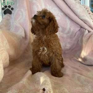 Goldie, Cavapoo Puppy