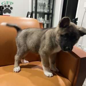 Mia, Akita Puppy