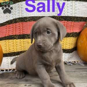 Sally, Silver Labrador Retriever Puppy