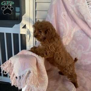 Goldie, Cavapoo Puppy