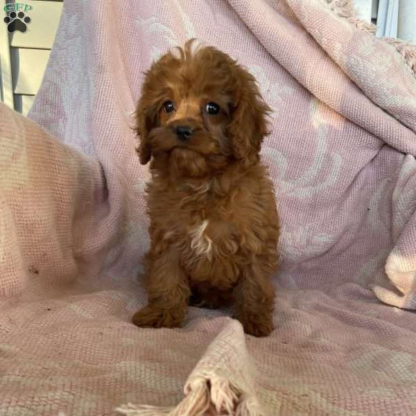 Pumpkin, Cavapoo Puppy