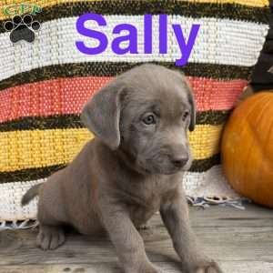 Sally, Silver Labrador Retriever Puppy