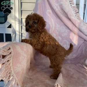 Pumpkin, Cavapoo Puppy