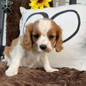 Duke, Cavalier King Charles Spaniel Puppy