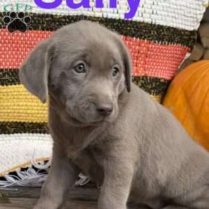 Sally, Silver Labrador Retriever Puppy