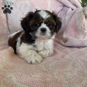 Twinkie, Shih Tzu Puppy