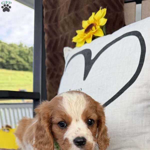 Duke, Cavalier King Charles Spaniel Puppy