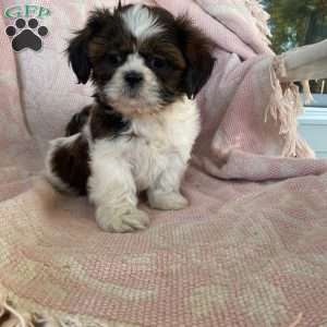 Twinkie, Shih Tzu Puppy
