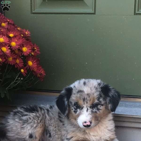 Ava, Australian Shepherd Mix Puppy