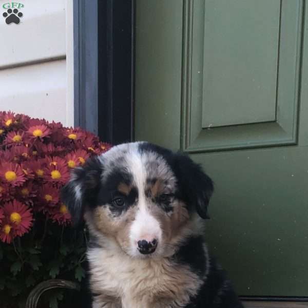 Atlas, Australian Shepherd Mix Puppy