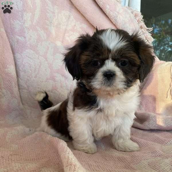 Twinkie, Shih Tzu Puppy