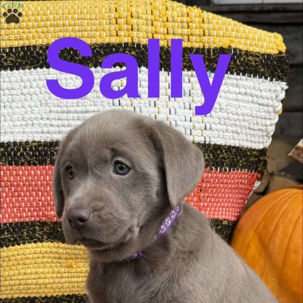 Sally, Silver Labrador Retriever Puppy