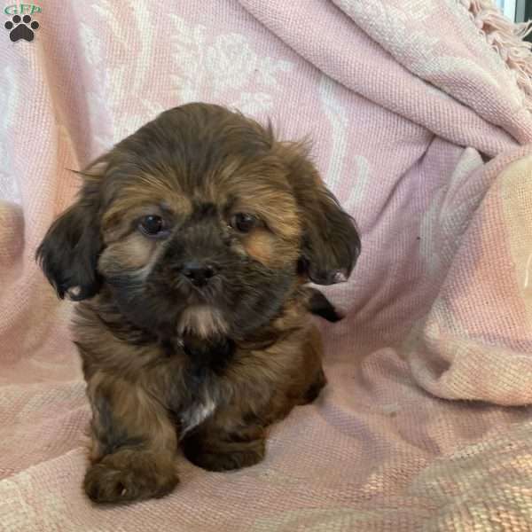 Tyler, Shih Tzu Puppy