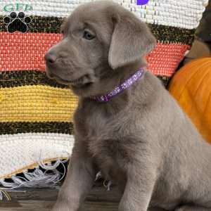 Sally, Silver Labrador Retriever Puppy