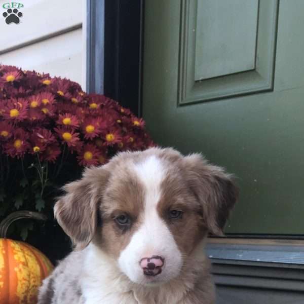 Apollo, Australian Shepherd Mix Puppy
