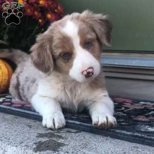 Apollo, Australian Shepherd Mix Puppy
